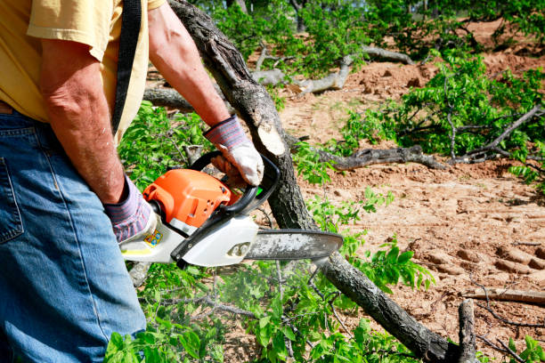 Tree Root Removal in Middleville, MI